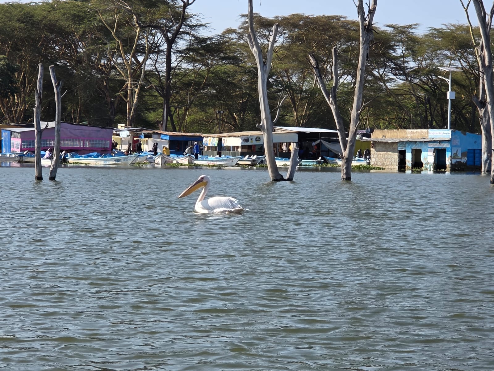 Lake Naivasha Day Trip