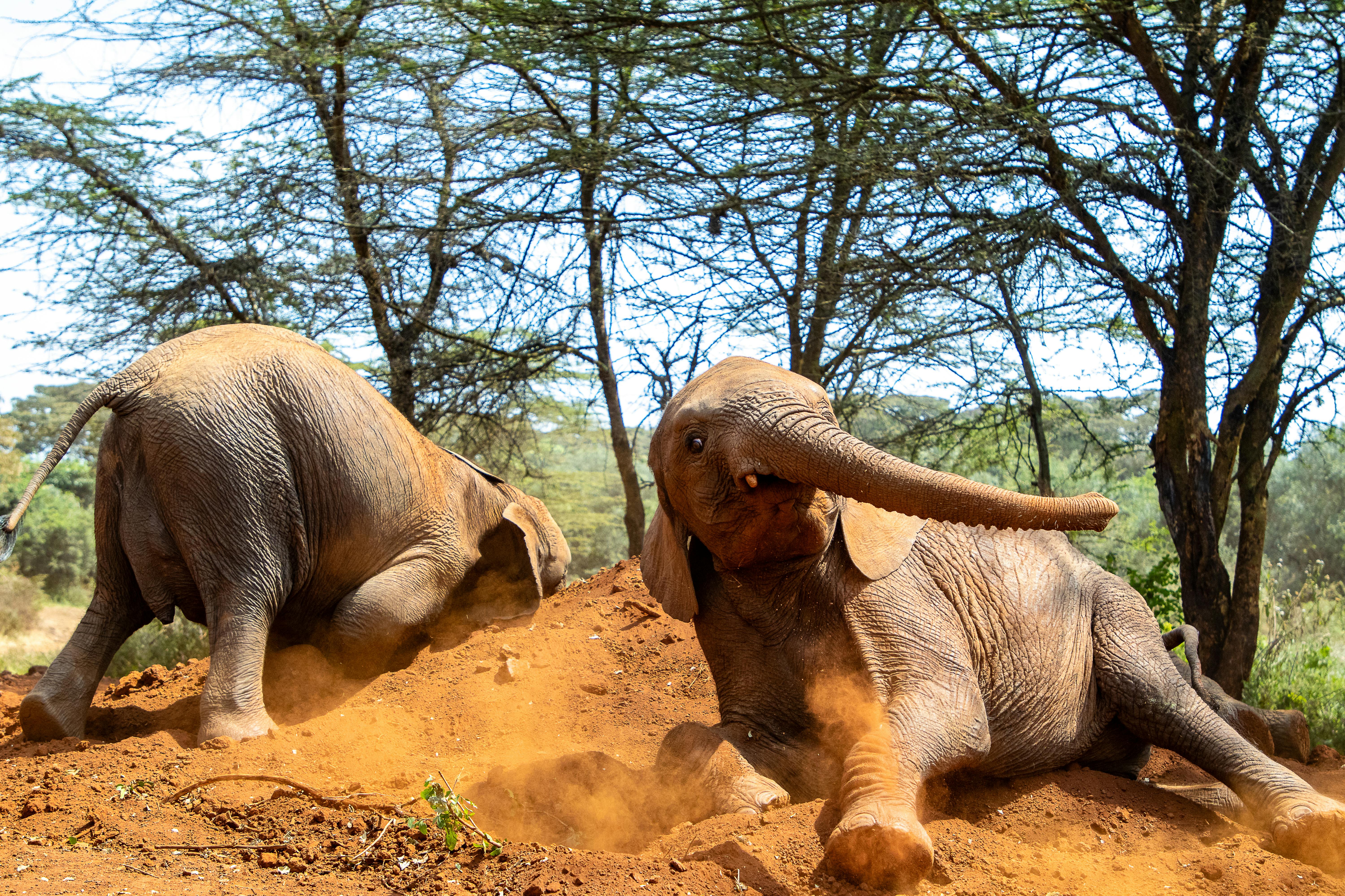 The Sheldrick Elephant Orphanage