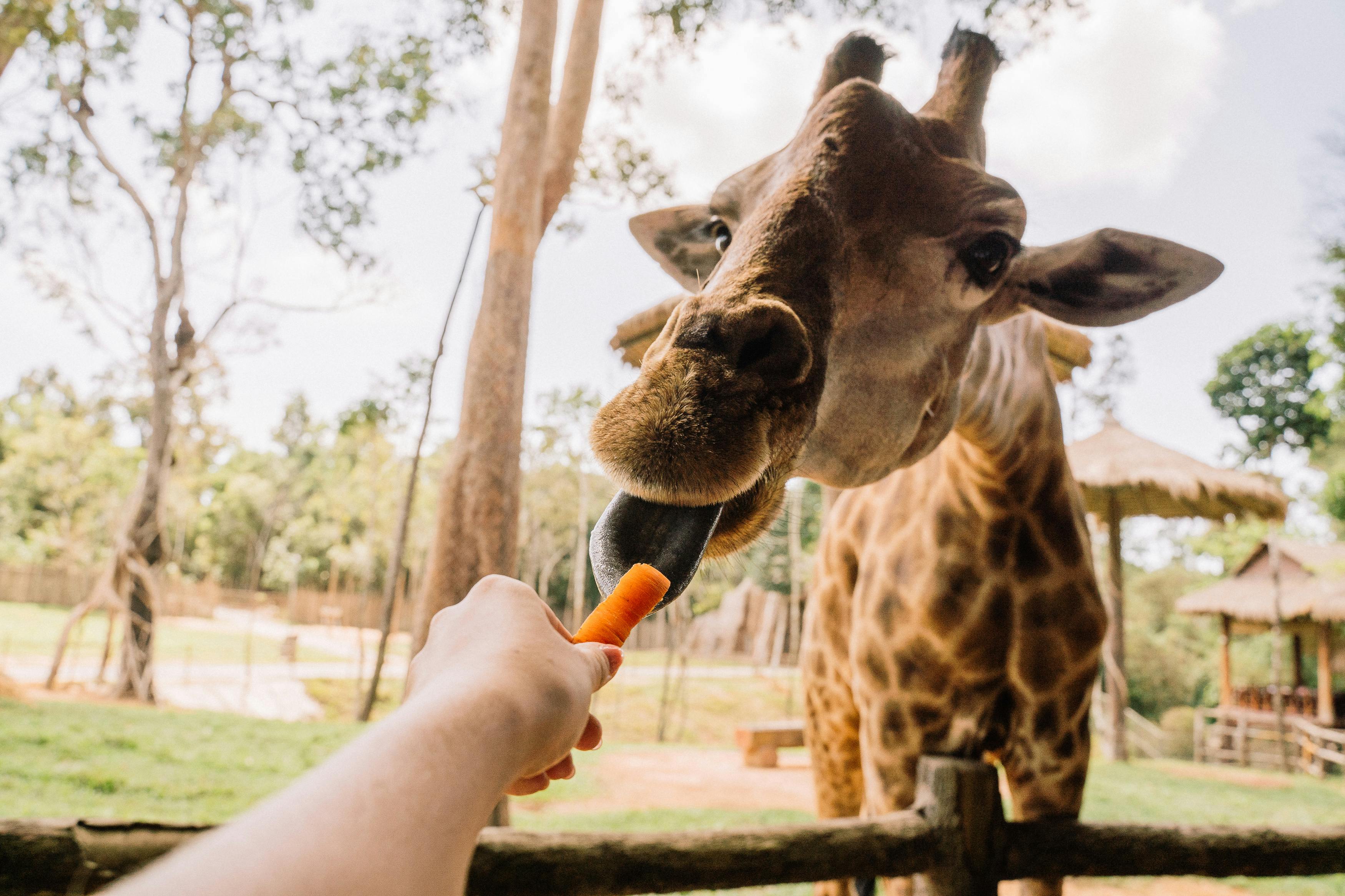 The Giraffe Centre Experience
